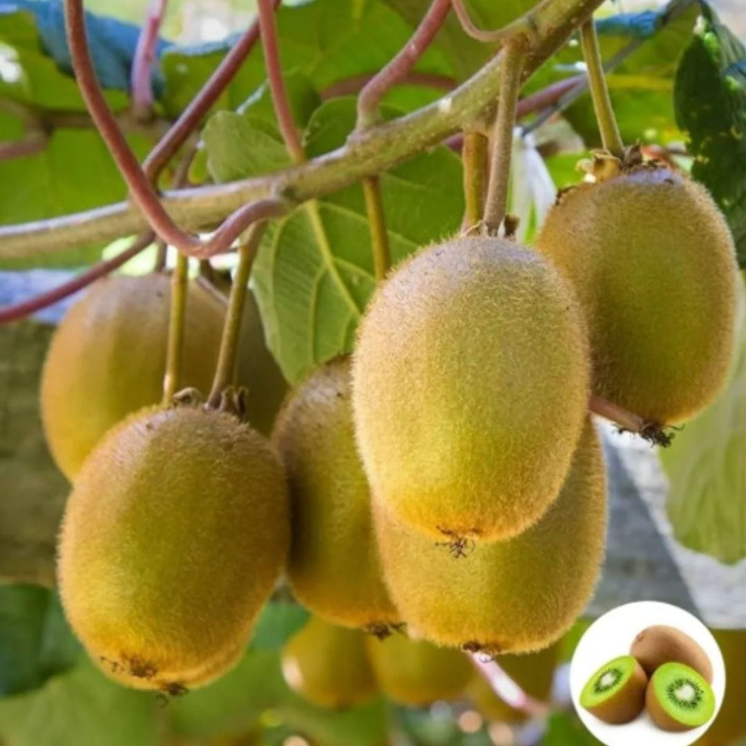 Kiwi Fruit Seeds